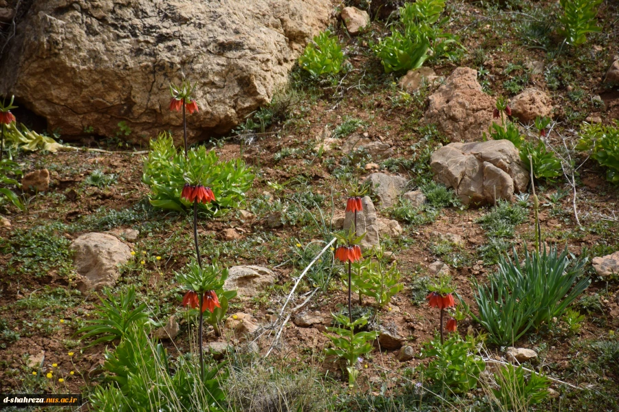 اردوی دشت لاله