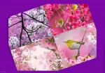 ز کوی یار میآید نسیم باد نوروزی

از این باد ار مدد خواهی چراغ دل برافروزی 2