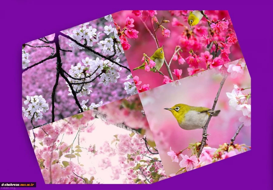 ز کوی یار میآید نسیم باد نوروزی

از این باد ار مدد خواهی چراغ دل برافروزی 2